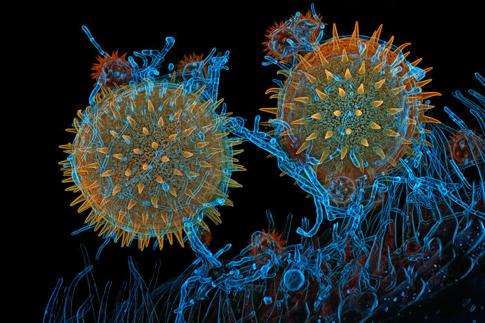 71 Mind-Blowing Microscopic Images From The 2025 Nikon Small World Photomicrography Contest