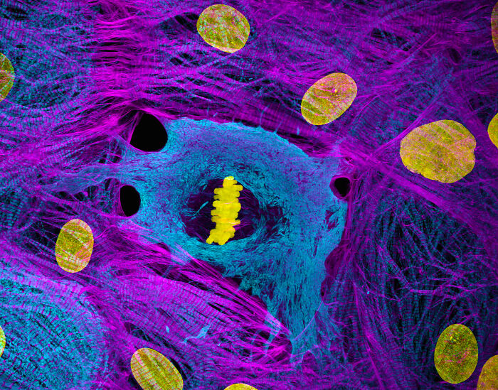 71 Mind-Blowing Microscopic Images From The 2025 Nikon Small World Photomicrography Contest