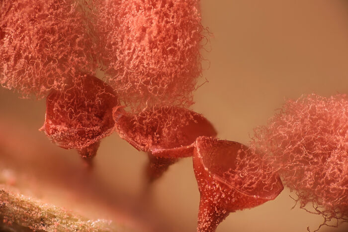 71 Mind-Blowing Microscopic Images From The 2025 Nikon Small World Photomicrography Contest