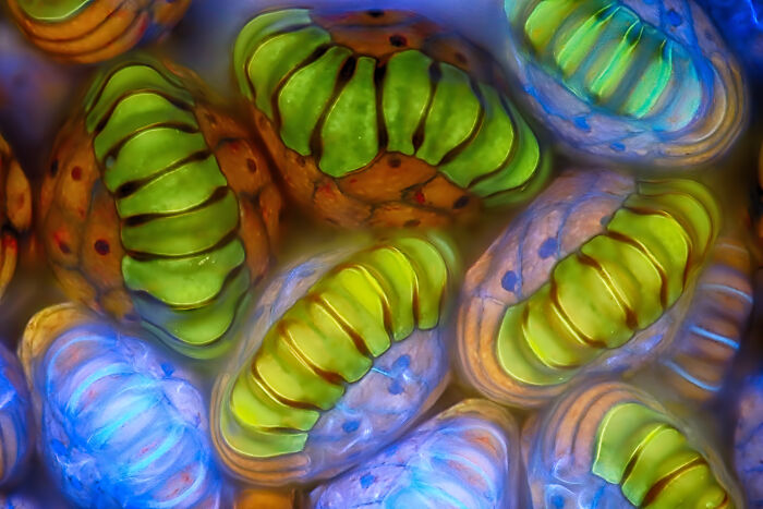 71 Mind-Blowing Microscopic Images From The 2025 Nikon Small World Photomicrography Contest