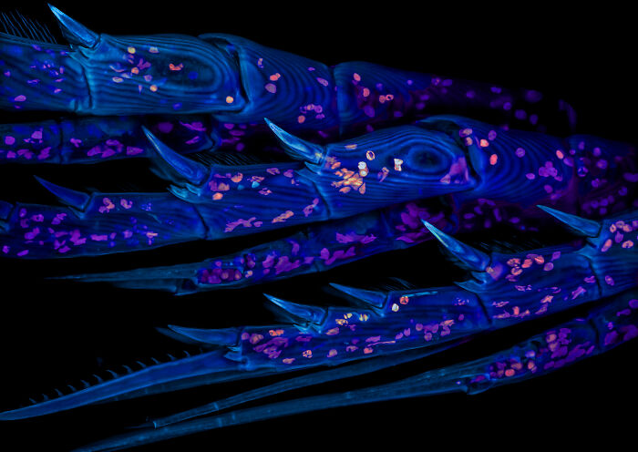71 Mind-Blowing Microscopic Images From The 2025 Nikon Small World Photomicrography Contest