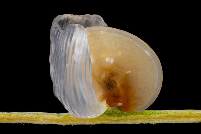 71 Mind-Blowing Microscopic Images From The 2025 Nikon Small World Photomicrography Contest