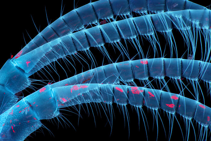 71 Mind-Blowing Microscopic Images From The 2025 Nikon Small World Photomicrography Contest
