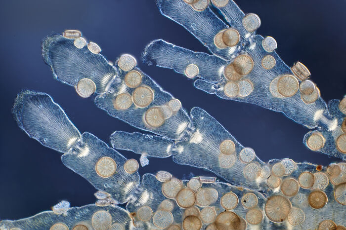 71 Mind-Blowing Microscopic Images From The 2025 Nikon Small World Photomicrography Contest
