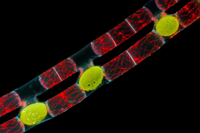 71 Mind-Blowing Microscopic Images From The 2025 Nikon Small World Photomicrography Contest