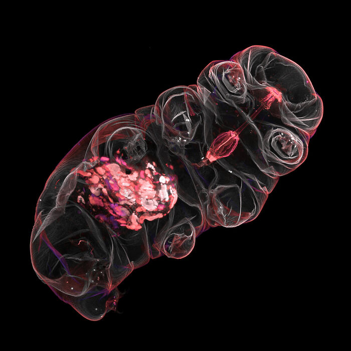 71 Mind-Blowing Microscopic Images From The 2025 Nikon Small World Photomicrography Contest