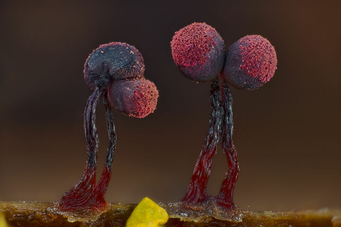 71 Mind-Blowing Microscopic Images From The 2025 Nikon Small World Photomicrography Contest