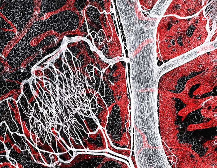 71 Mind-Blowing Microscopic Images From The 2025 Nikon Small World Photomicrography Contest