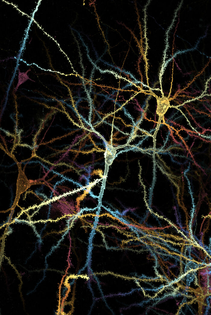 71 Mind-Blowing Microscopic Images From The 2025 Nikon Small World Photomicrography Contest