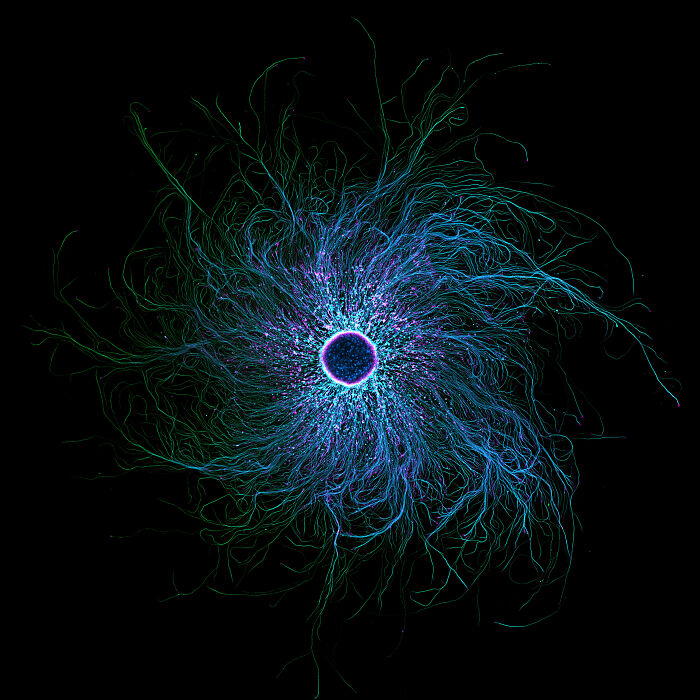 71 Mind-Blowing Microscopic Images From The 2025 Nikon Small World Photomicrography Contest