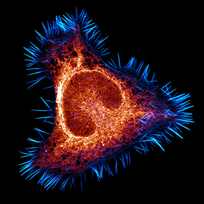 71 Mind-Blowing Microscopic Images From The 2025 Nikon Small World Photomicrography Contest