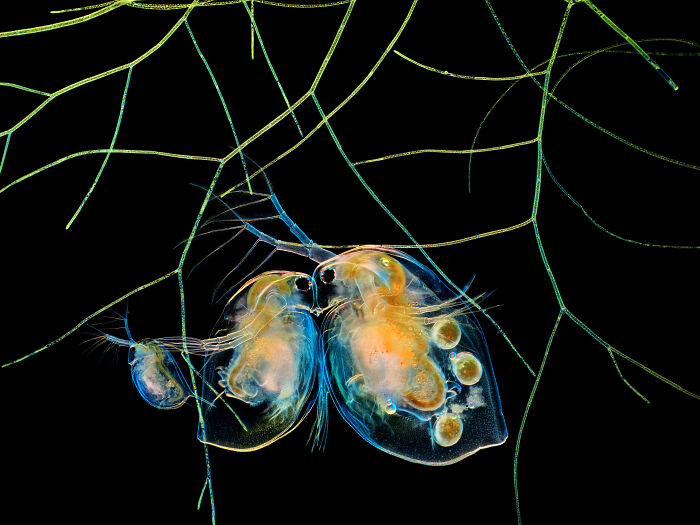 71 Mind-Blowing Microscopic Images From The 2025 Nikon Small World Photomicrography Contest