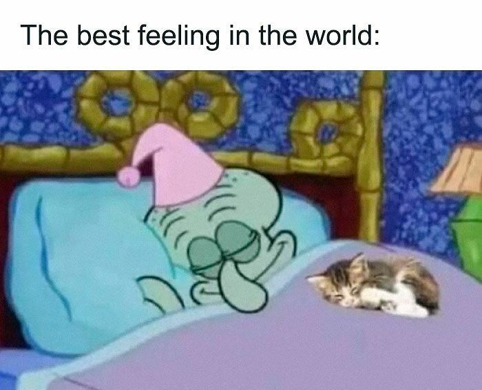“Be The Entire Problem”: 56 Cat Memes For People Whose Life Mission Is To ‘Pspsp’ To Every Cat