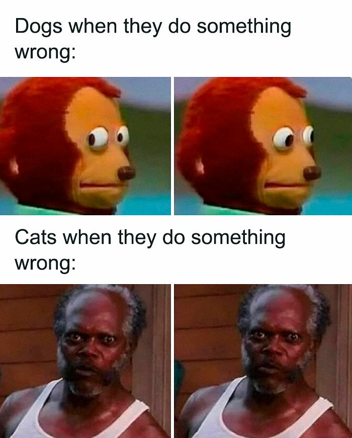 “Be The Entire Problem”: 56 Cat Memes For People Whose Life Mission Is To ‘Pspsp’ To Every Cat