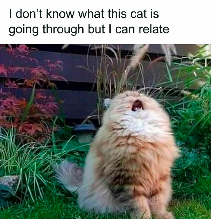 “Be The Entire Problem”: 56 Cat Memes For People Whose Life Mission Is To ‘Pspsp’ To Every Cat