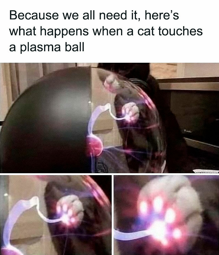 “Be The Entire Problem”: 56 Cat Memes For People Whose Life Mission Is To ‘Pspsp’ To Every Cat