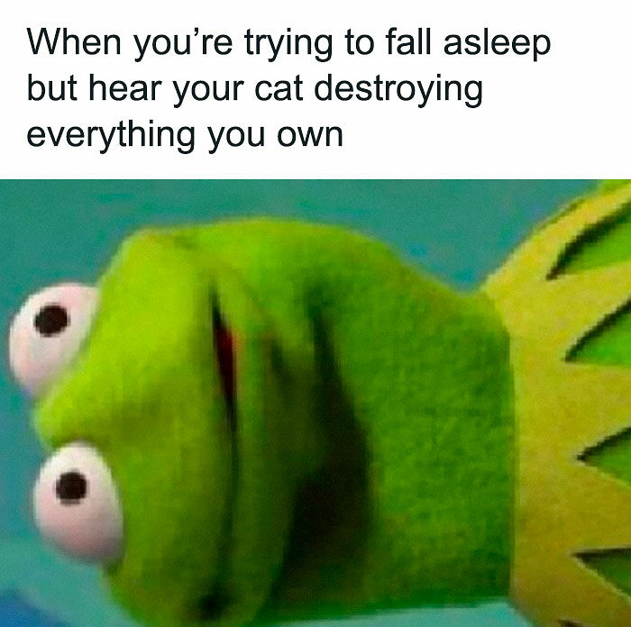 “Be The Entire Problem”: 56 Cat Memes For People Whose Life Mission Is To ‘Pspsp’ To Every Cat