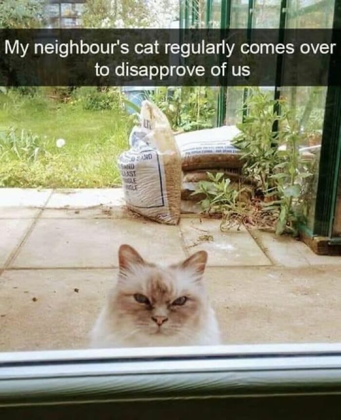 “Be The Entire Problem”: 56 Cat Memes For People Whose Life Mission Is To ‘Pspsp’ To Every Cat