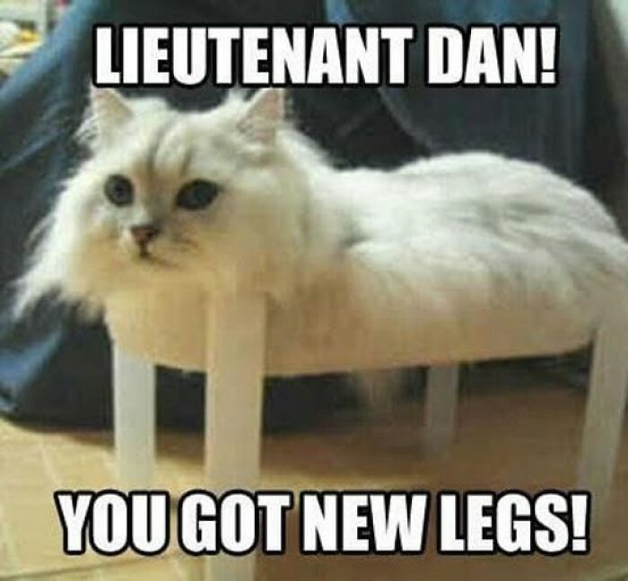 “Be The Entire Problem”: 56 Cat Memes For People Whose Life Mission Is To ‘Pspsp’ To Every Cat