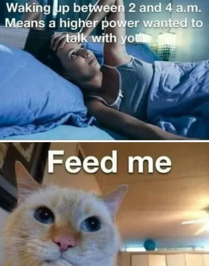 “Be The Entire Problem”: 56 Cat Memes For People Whose Life Mission Is To ‘Pspsp’ To Every Cat