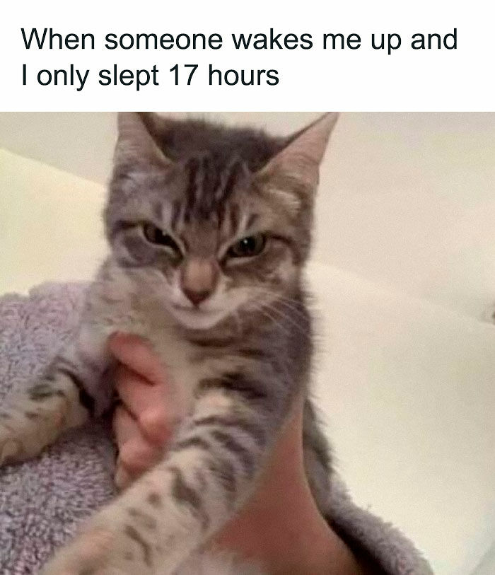 “Be The Entire Problem”: 56 Cat Memes For People Whose Life Mission Is To ‘Pspsp’ To Every Cat