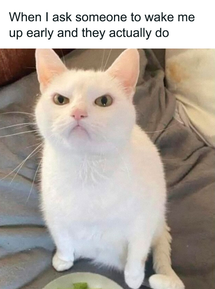 “Be The Entire Problem”: 56 Cat Memes For People Whose Life Mission Is To ‘Pspsp’ To Every Cat