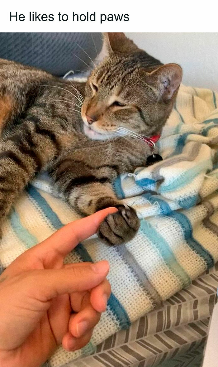 “Be The Entire Problem”: 56 Cat Memes For People Whose Life Mission Is To ‘Pspsp’ To Every Cat