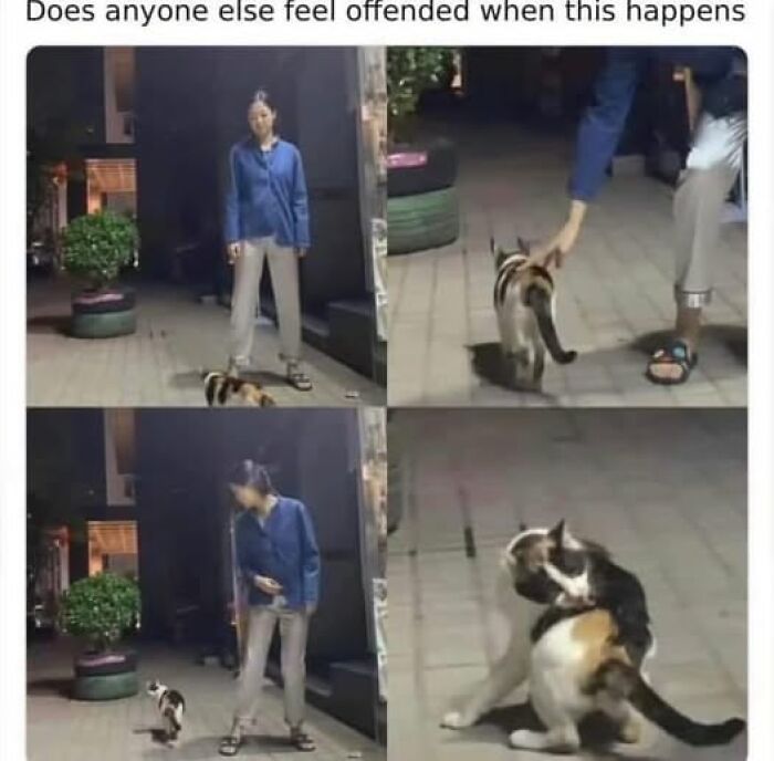 “Be The Entire Problem”: 56 Cat Memes For People Whose Life Mission Is To ‘Pspsp’ To Every Cat