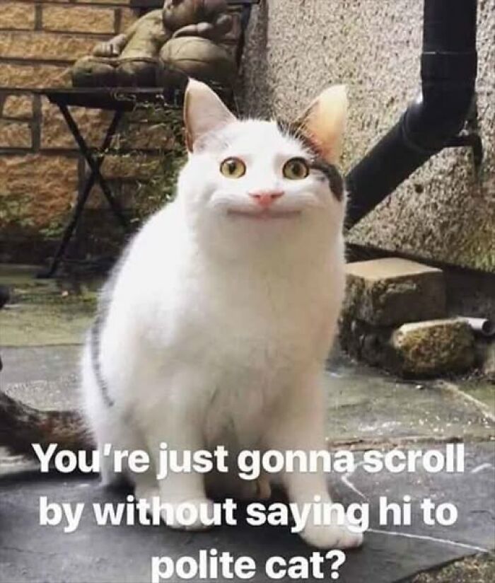 “Be The Entire Problem”: 56 Cat Memes For People Whose Life Mission Is To ‘Pspsp’ To Every Cat