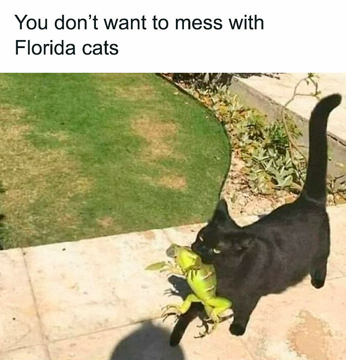 “Be The Entire Problem”: 56 Cat Memes For People Whose Life Mission Is To ‘Pspsp’ To Every Cat
