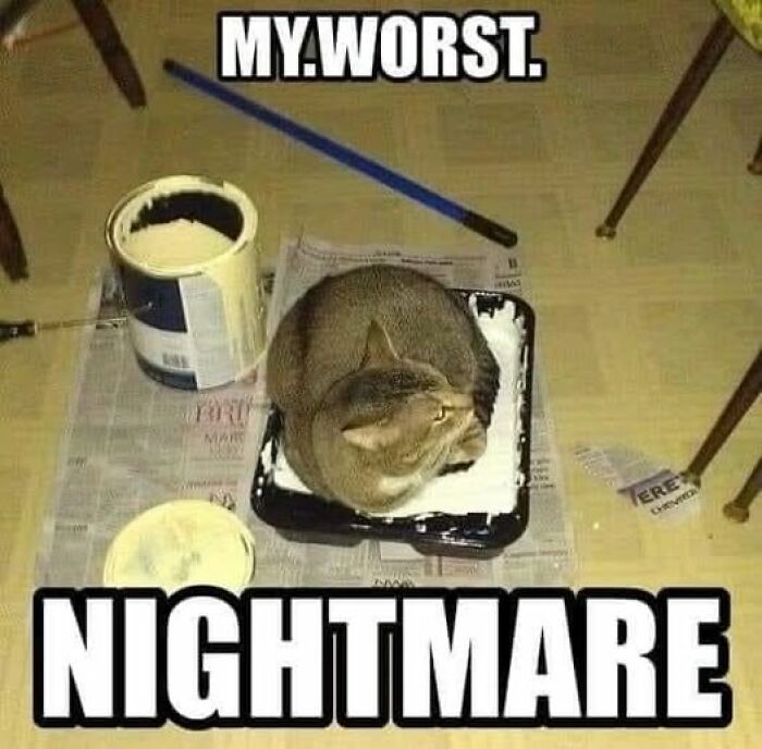 “Be The Entire Problem”: 56 Cat Memes For People Whose Life Mission Is To ‘Pspsp’ To Every Cat