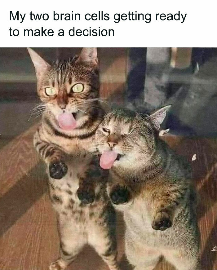 “Be The Entire Problem”: 56 Cat Memes For People Whose Life Mission Is To ‘Pspsp’ To Every Cat