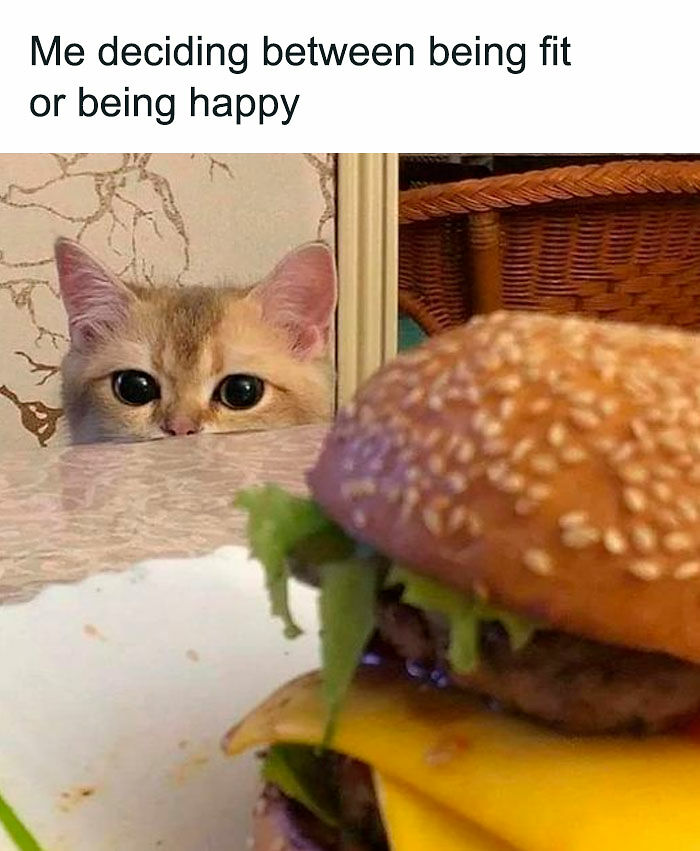 “Be The Entire Problem”: 56 Cat Memes For People Whose Life Mission Is To ‘Pspsp’ To Every Cat