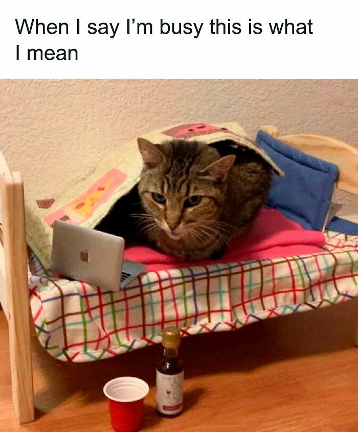 “Be The Entire Problem”: 56 Cat Memes For People Whose Life Mission Is To ‘Pspsp’ To Every Cat