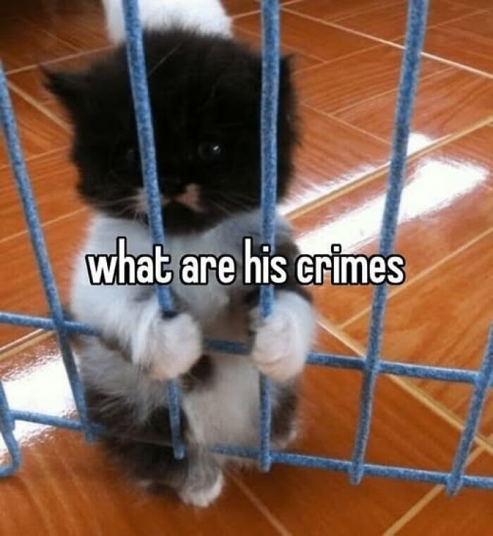 “Be The Entire Problem”: 56 Cat Memes For People Whose Life Mission Is To ‘Pspsp’ To Every Cat