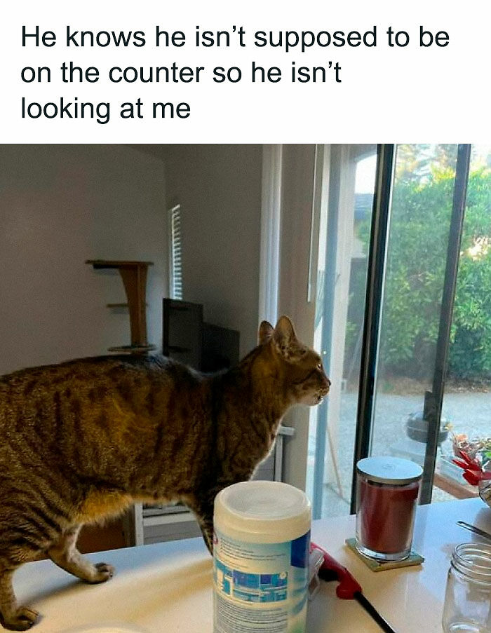 “Be The Entire Problem”: 56 Cat Memes For People Whose Life Mission Is To ‘Pspsp’ To Every Cat