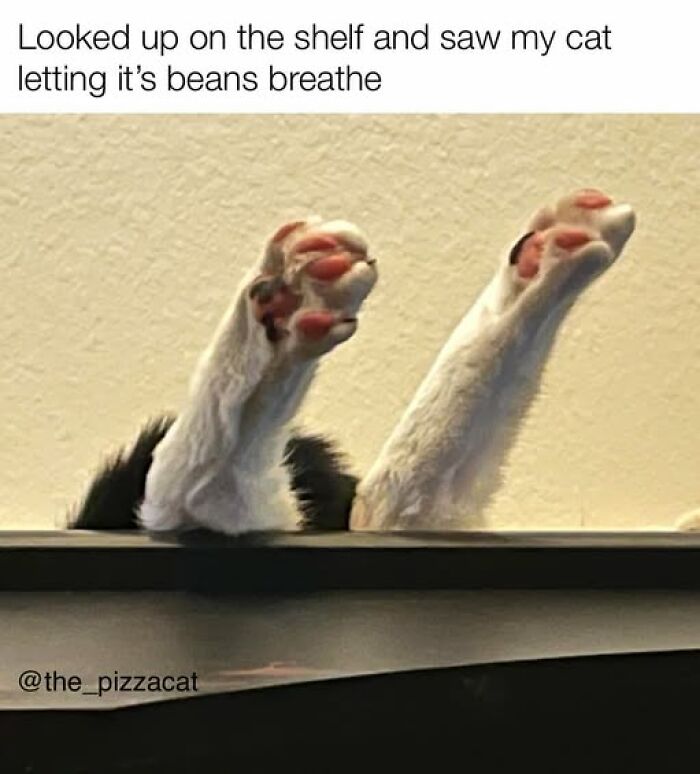 “Be The Entire Problem”: 56 Cat Memes For People Whose Life Mission Is To ‘Pspsp’ To Every Cat