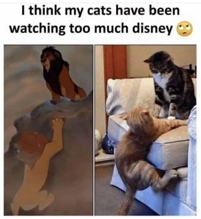 “Be The Entire Problem”: 56 Cat Memes For People Whose Life Mission Is To ‘Pspsp’ To Every Cat