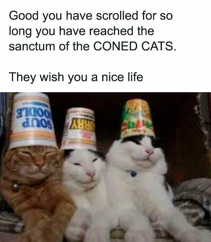 “Be The Entire Problem”: 56 Cat Memes For People Whose Life Mission Is To ‘Pspsp’ To Every Cat