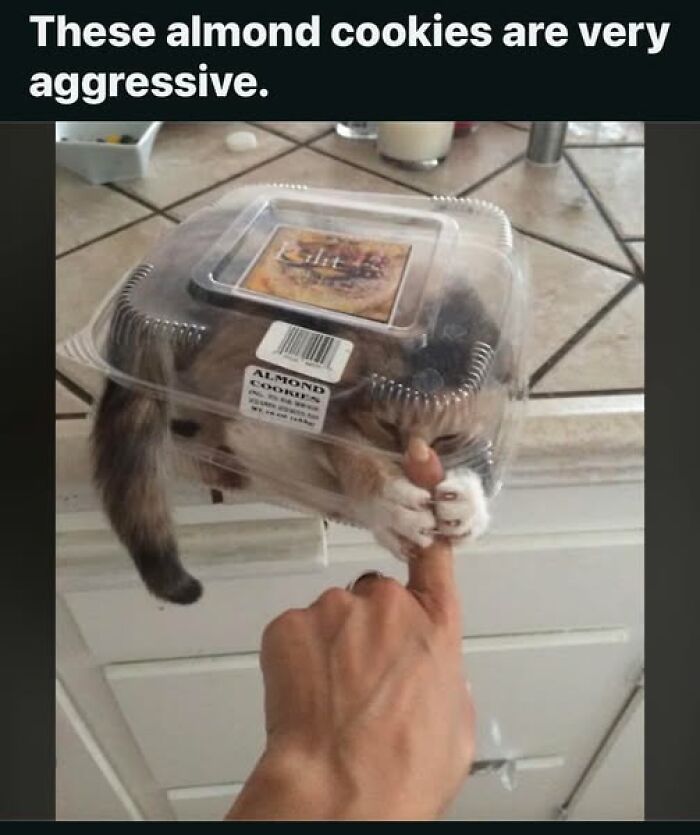 “Be The Entire Problem”: 56 Cat Memes For People Whose Life Mission Is To ‘Pspsp’ To Every Cat