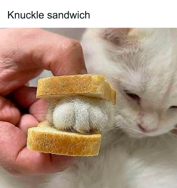 “Be The Entire Problem”: 56 Cat Memes For People Whose Life Mission Is To ‘Pspsp’ To Every Cat