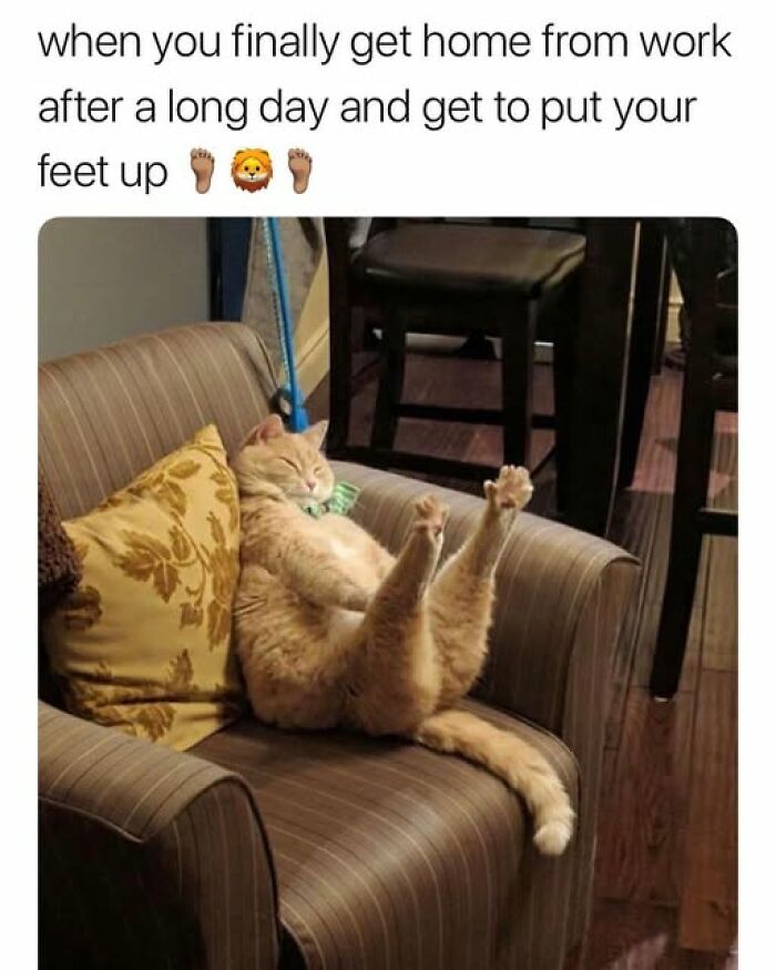 “Be The Entire Problem”: 56 Cat Memes For People Whose Life Mission Is To ‘Pspsp’ To Every Cat