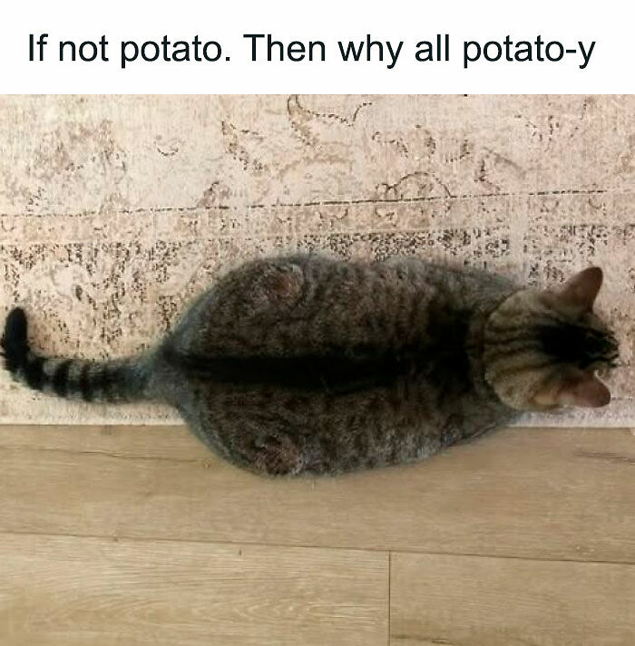 “Be The Entire Problem”: 56 Cat Memes For People Whose Life Mission Is To ‘Pspsp’ To Every Cat