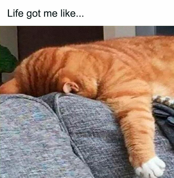 “Be The Entire Problem”: 56 Cat Memes For People Whose Life Mission Is To ‘Pspsp’ To Every Cat