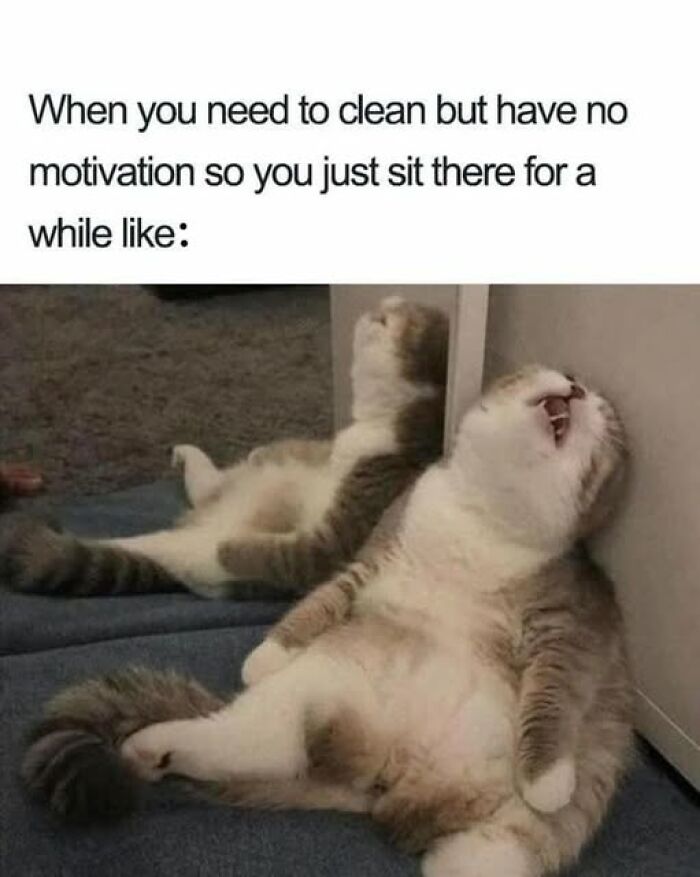 “Be The Entire Problem”: 56 Cat Memes For People Whose Life Mission Is To ‘Pspsp’ To Every Cat