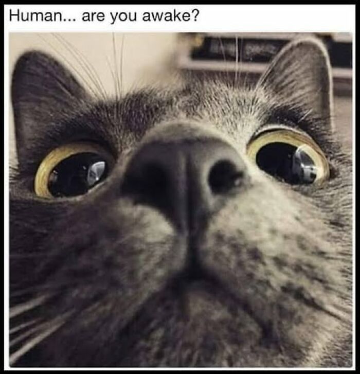 “Be The Entire Problem”: 56 Cat Memes For People Whose Life Mission Is To ‘Pspsp’ To Every Cat