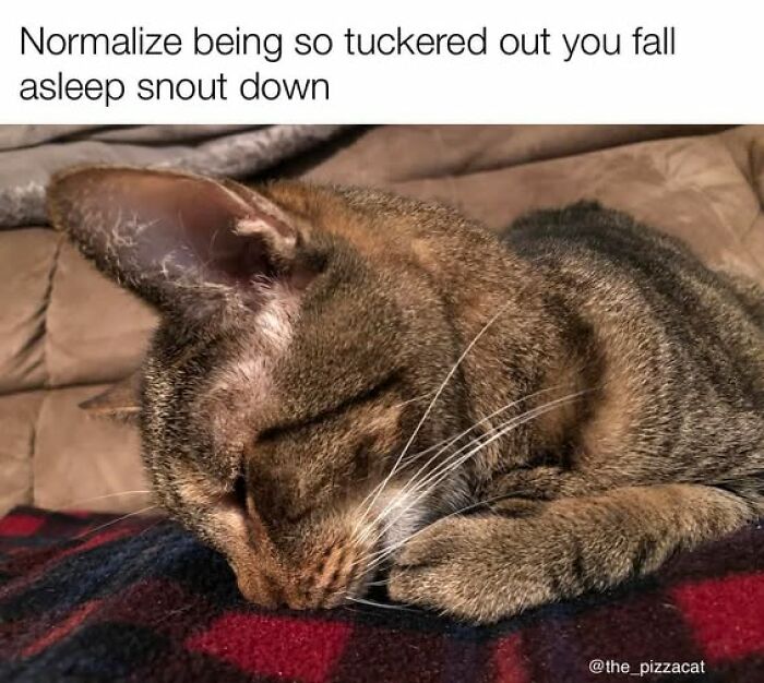 “Be The Entire Problem”: 56 Cat Memes For People Whose Life Mission Is To ‘Pspsp’ To Every Cat