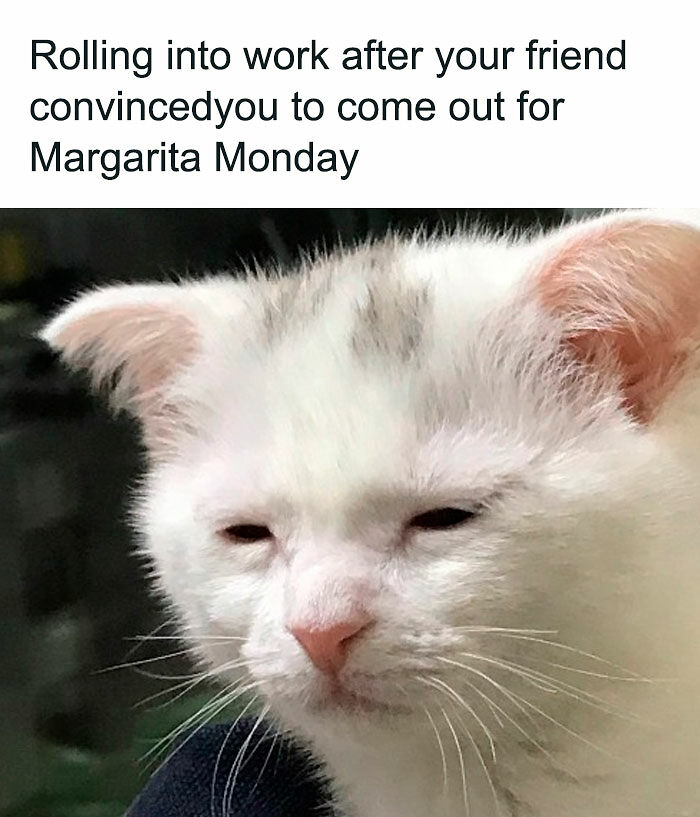 “Be The Entire Problem”: 56 Cat Memes For People Whose Life Mission Is To ‘Pspsp’ To Every Cat