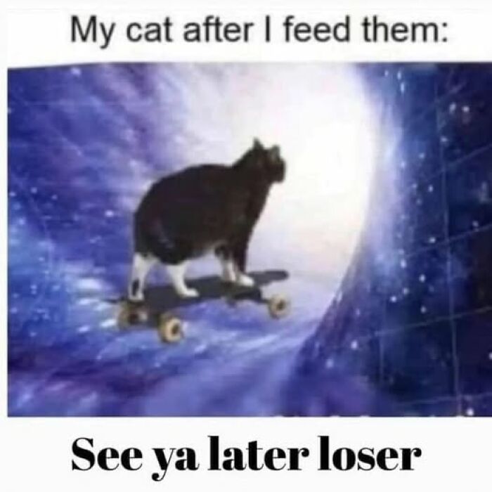 “Be The Entire Problem”: 56 Cat Memes For People Whose Life Mission Is To ‘Pspsp’ To Every Cat