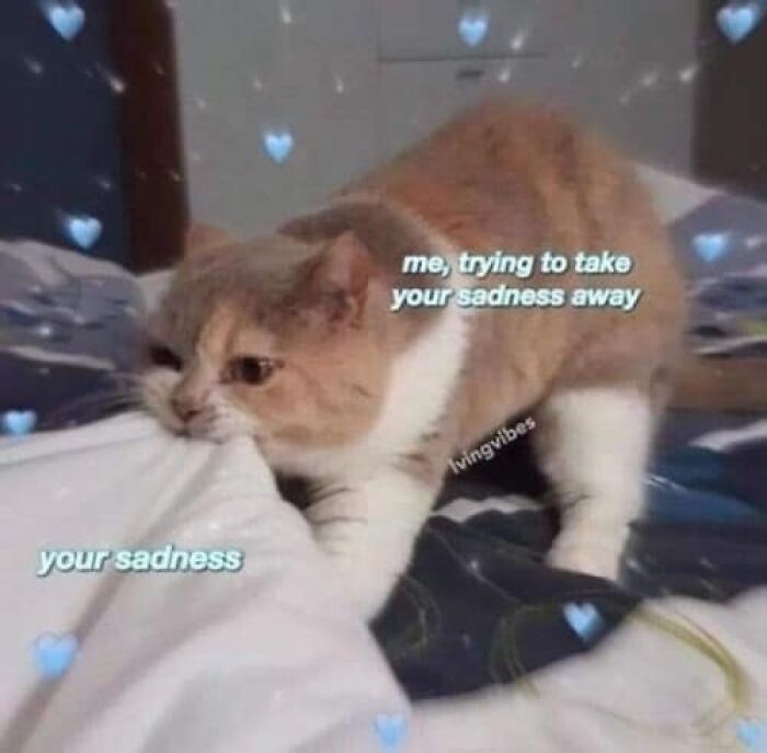 “Be The Entire Problem”: 56 Cat Memes For People Whose Life Mission Is To ‘Pspsp’ To Every Cat
